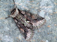 Allophyes oxyacanthae_имаго